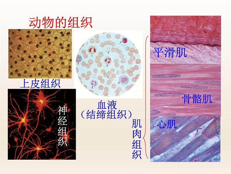 浙教版科学七年级上册 第二章 第三节 生物体的结构层次_(1)(课件)第5页