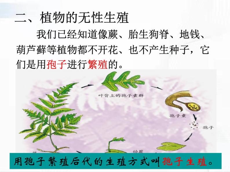 浙教版科学七年级下册 第一章 第五节 植物生殖方式的多样性 第2课时 课件05