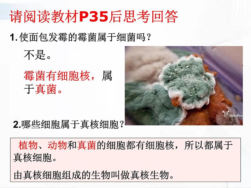 浙教版科學(xué)七年級下冊 第一章 第六節(jié) 細(xì)菌和真菌的繁殖 第2課時 課件第5頁