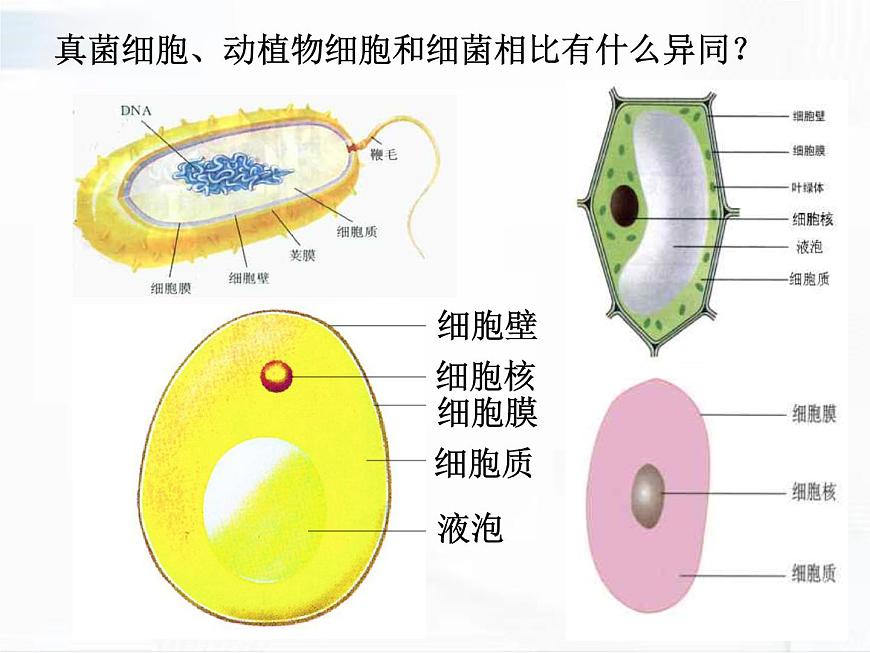 浙教版科學(xué)七年級下冊 第一章 第六節(jié) 細(xì)菌和真菌的繁殖 第2課時 課件第6頁