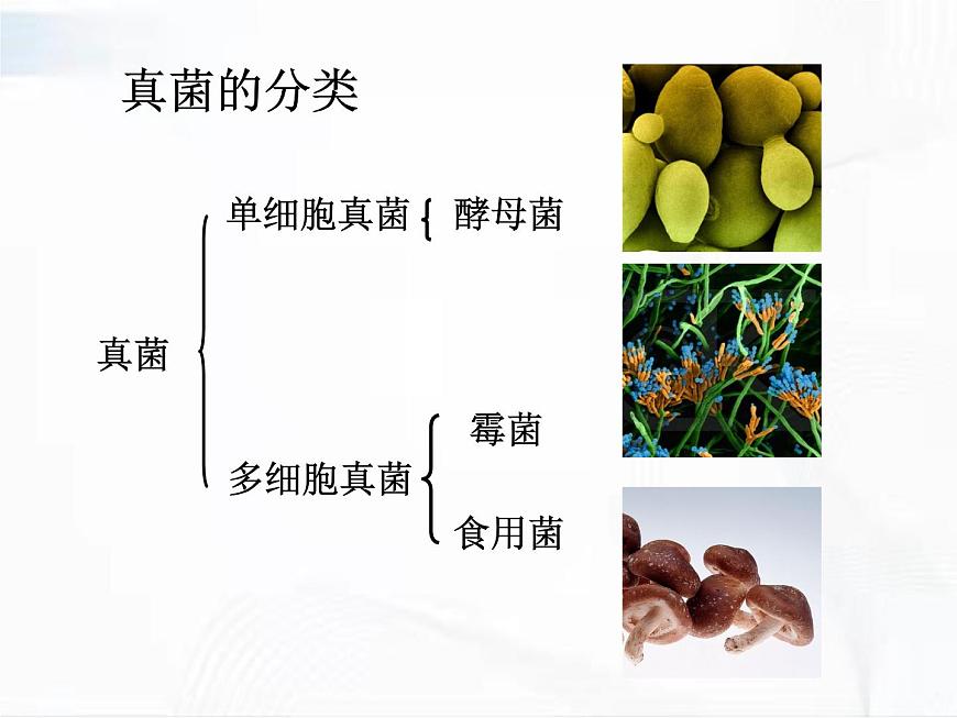 浙教版科學(xué)七年級下冊 第一章 第六節(jié) 細(xì)菌和真菌的繁殖 第2課時 課件第7頁