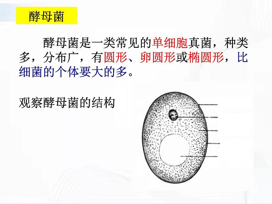 浙教版科學(xué)七年級下冊 第一章 第六節(jié) 細(xì)菌和真菌的繁殖 第2課時 課件第8頁