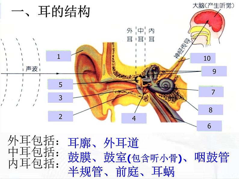 浙教版科学七年级下册 第二章 第三节 耳和听觉 课件第6页
