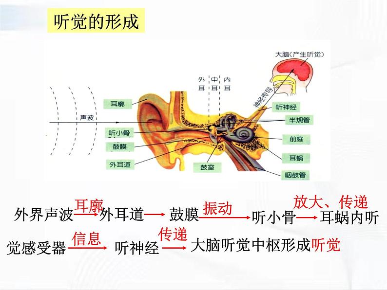 浙教版科学七年级下册 第二章 第三节 耳和听觉 课件第7页