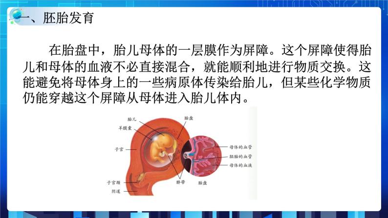 1.1新生命的诞生 第2课时 (课件+教案+导学案）05