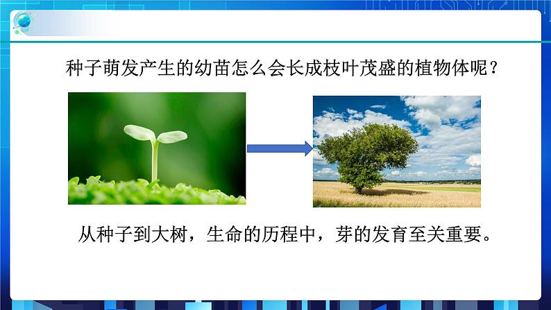 1.4植物的一生 第3课时 (课件+教案+导学案)02