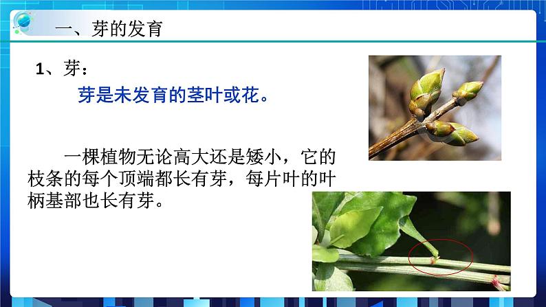 1.4植物的一生 第3课时 (课件+教案+导学案)03