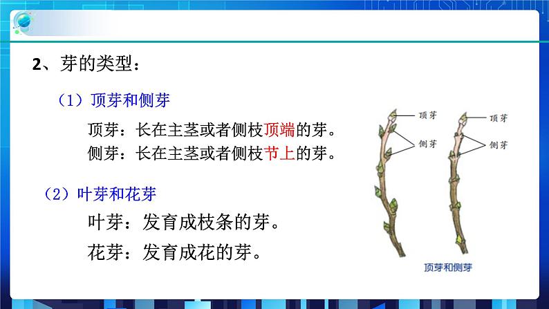 1.4植物的一生 第3课时 (课件+教案+导学案)04