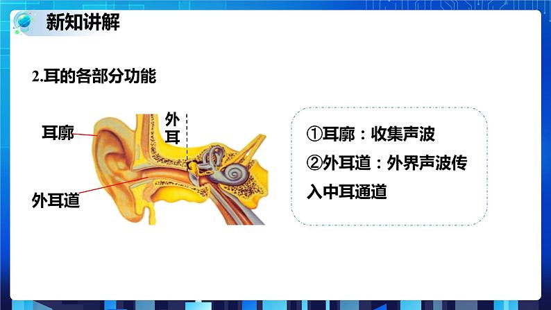 2.3耳和听觉 第1课时 (课件+教案+导学案)05