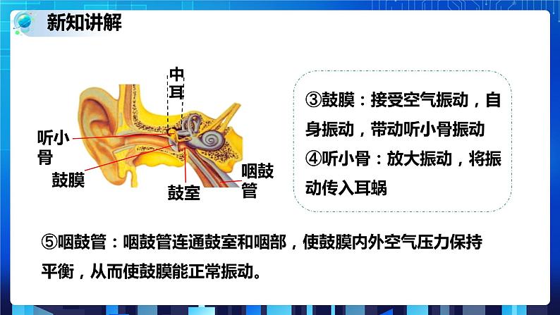 2.3耳和听觉 第1课时 (课件+教案+导学案)06