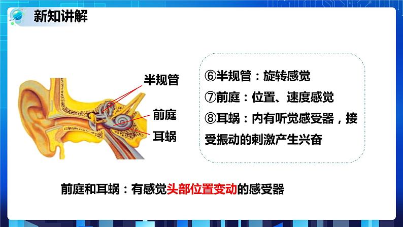 2.3耳和听觉 第1课时 (课件+教案+导学案)07
