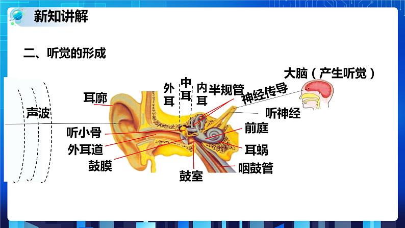 2.3耳和听觉 第1课时 (课件+教案+导学案)08