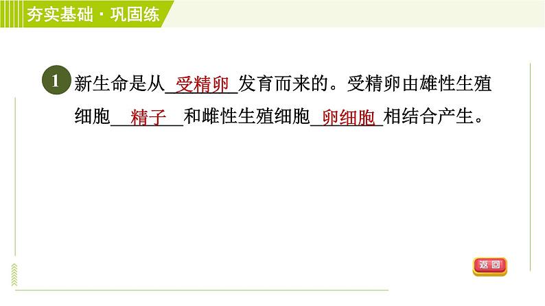 浙教版七年级下册科学 第1章 1.1.1人的生殖细胞和生殖系统 受精与妊娠 习题课件03