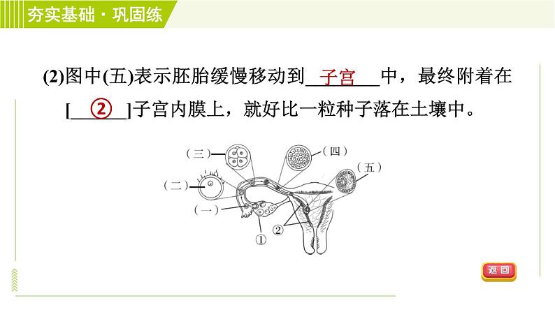 浙教版七年级下册科学 第1章 1.1.1人的生殖细胞和生殖系统 受精与妊娠 习题课件05