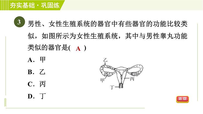 浙教版七年级下册科学 第1章 1.1.1人的生殖细胞和生殖系统 受精与妊娠 习题课件06