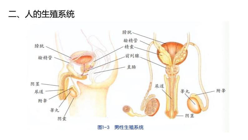 2020—2021学年浙教版科学七年级下册  1.1 新生命的诞生 -第1课时 人的生殖系统课件PPT06