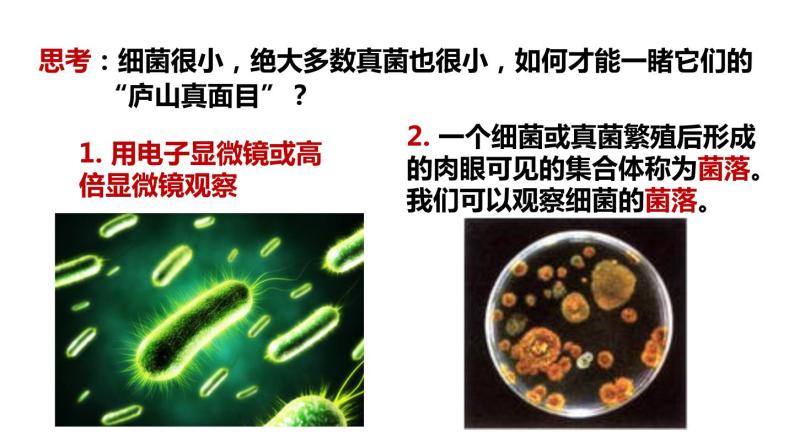 细菌和真菌的繁殖PPT课件免费下载04