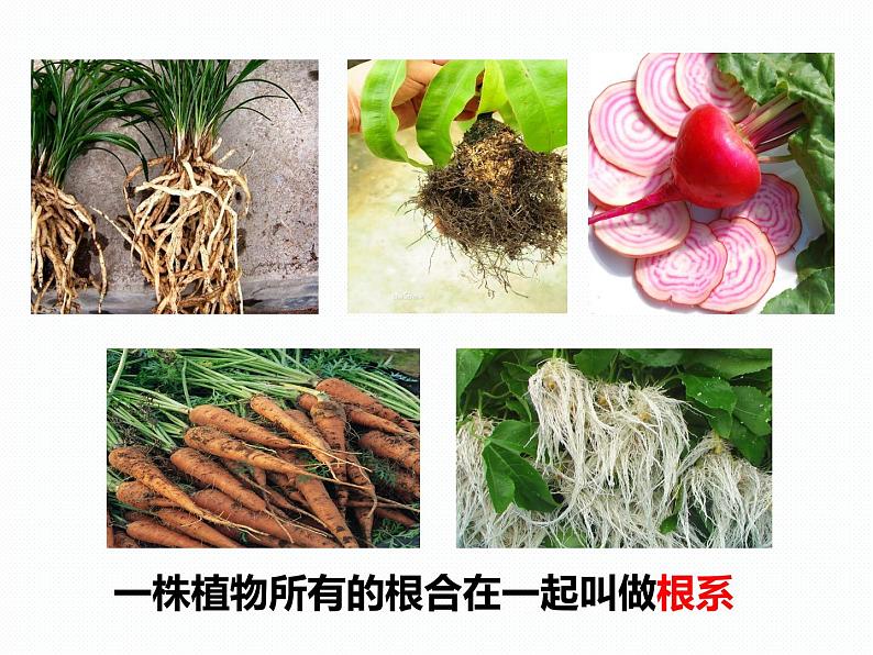 浙教版八年级下册科学课件:4.3 植物的根与物质吸收(共44张PPT)第3页