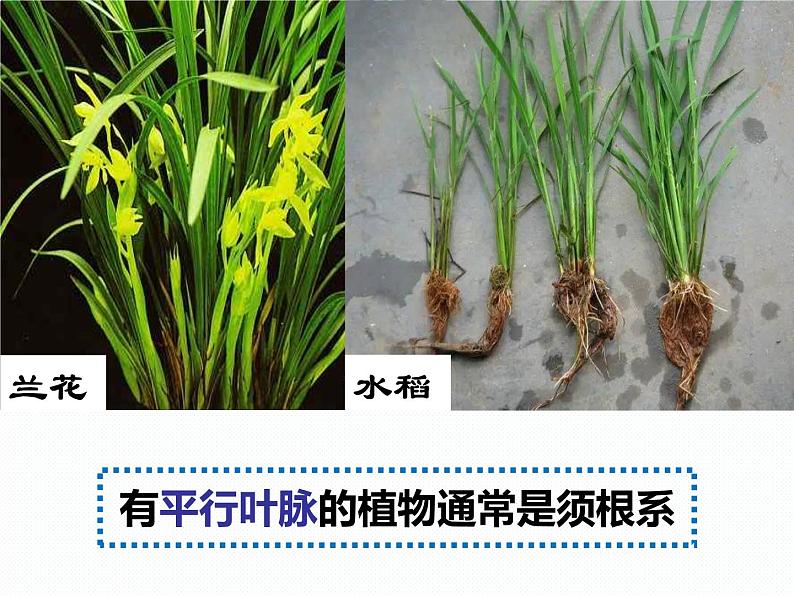 浙教版八年级下册科学课件:4.3 植物的根与物质吸收(共44张PPT)第8页
