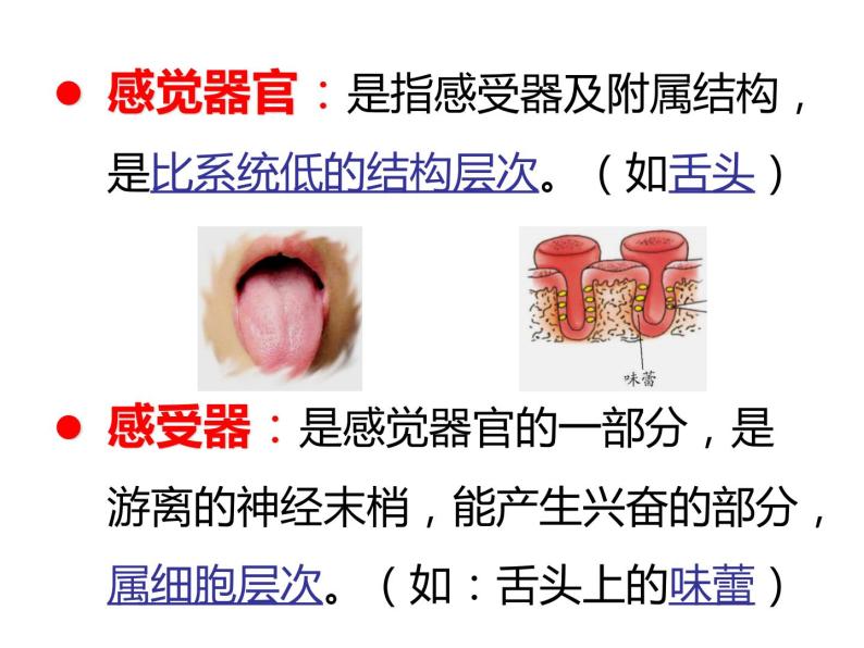 感觉世界PPT课件免费下载08