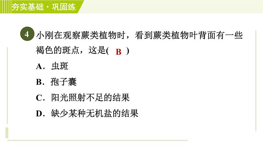 華師版七年級下冊科學(xué) 第7章 7.3植物的無性生殖 習(xí)題課件第6頁