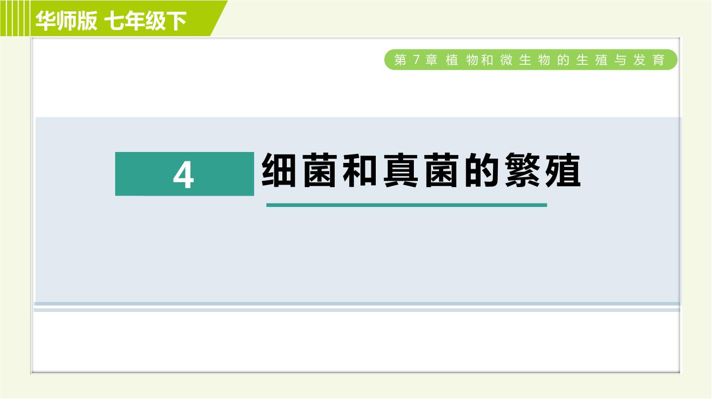 华师大版七年级下册4 细菌和真菌的繁殖习题课件ppt