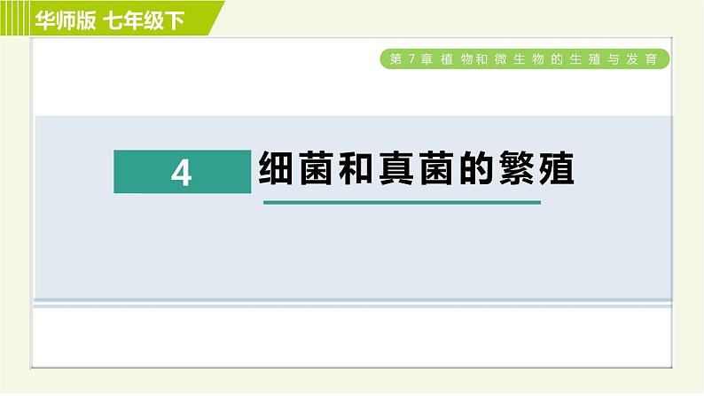 华师版七年级下册科学 第7章 7.4细菌和真菌的繁殖 习题课件01