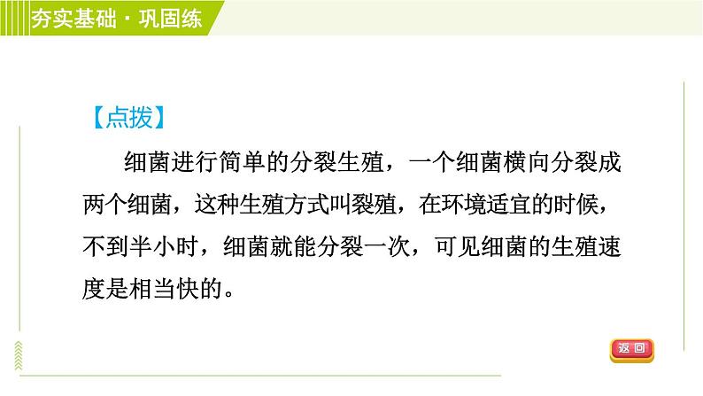 华师版七年级下册科学 第7章 7.4细菌和真菌的繁殖 习题课件04