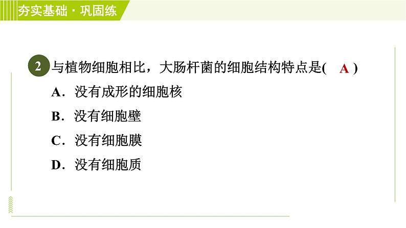 华师版七年级下册科学 第7章 7.4细菌和真菌的繁殖 习题课件05