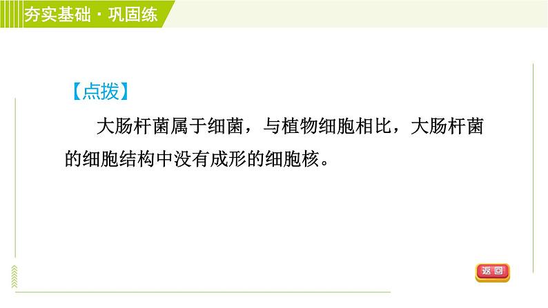 华师版七年级下册科学 第7章 7.4细菌和真菌的繁殖 习题课件06