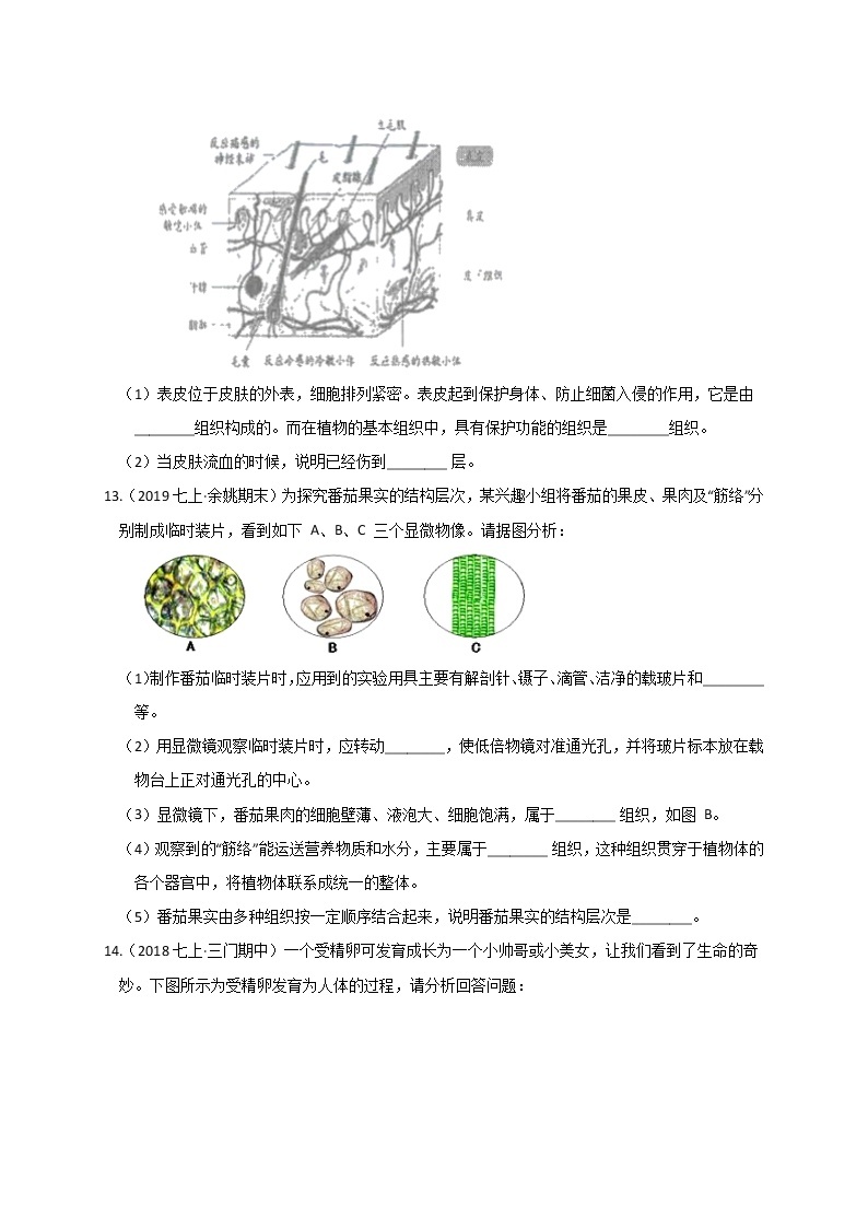 2.3  生命体的结构层次— 浙教版七年级科学上册练习03