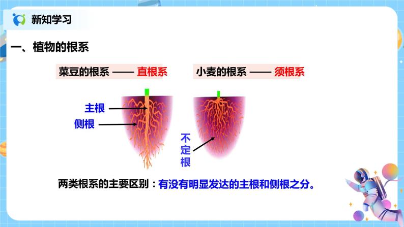 浙教版科学八4.3《植物的根与物质吸收 第1课时》课件05