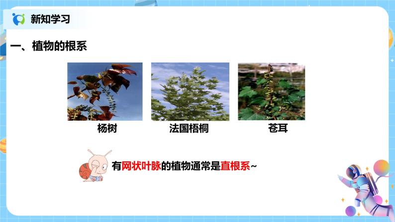 浙教版科学八4.3《植物的根与物质吸收 第1课时》课件08