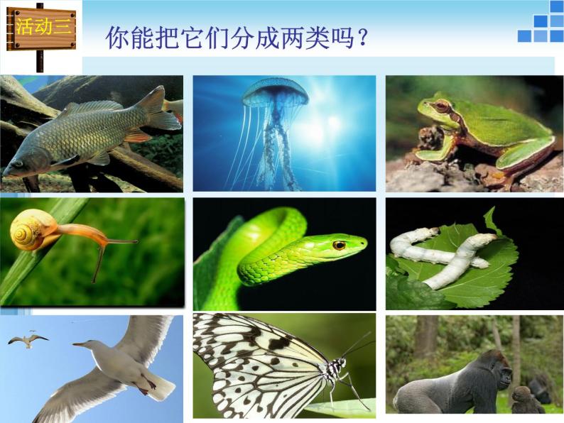 华师大版科学七年级上册 2.1 动物的主要类群_课件04