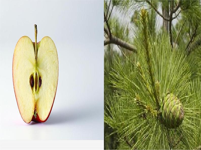 华师大版科学七年级上册 2.2 植物的主要类群_课件05
