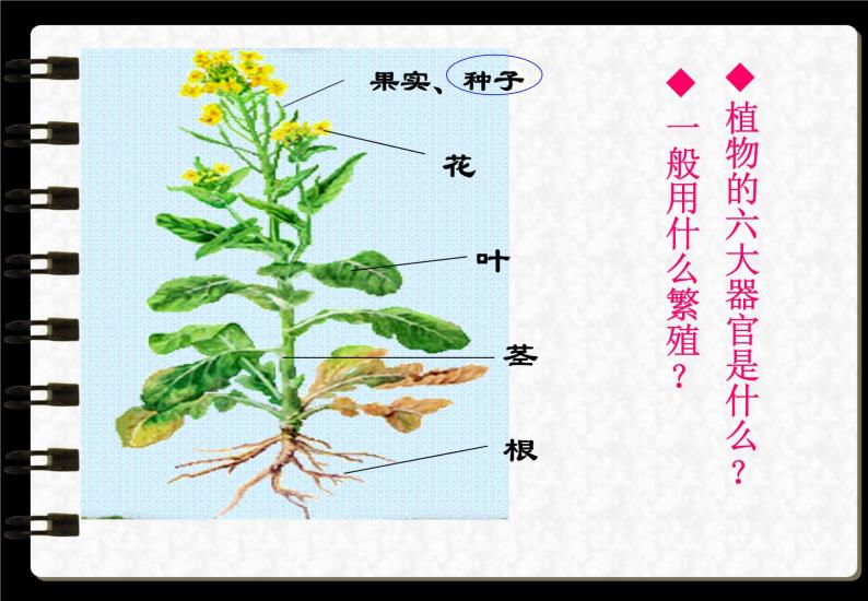 华师大版科学七年级上册 2.2 植物的主要类群 课件02