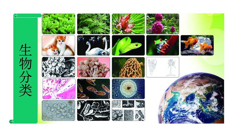 华师大版科学七年级上册 2.4 生物的分类 课件01