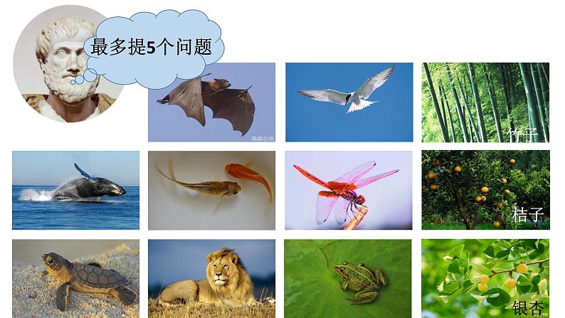 华师大版科学七年级上册 2.4 生物的分类 课件08