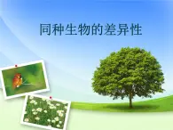 华师大版科学七年级上册 3.2 同种生物的差异性_课件