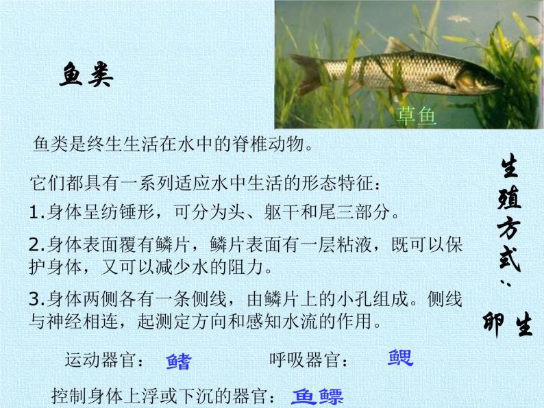 华师大版科学七年级上册 第2章 生物的主要类群 复习课件04