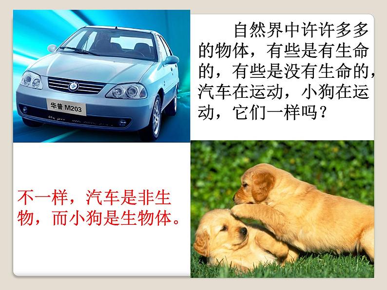 华师大版科学七年级上册 4.1 生物体_课件第3页