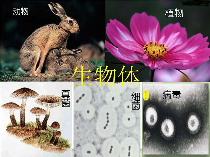 华师大版科学七年级上册 4.1 生物体_课件第4页