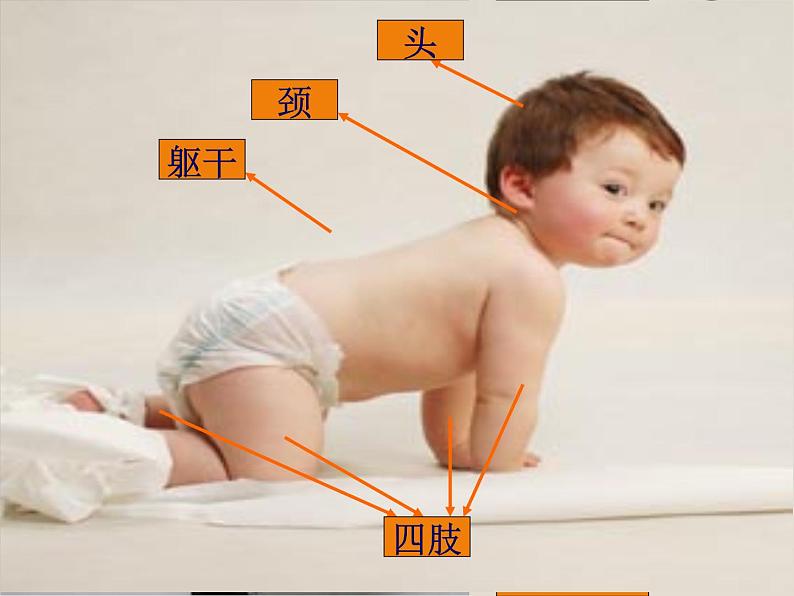 华师大版科学七年级上册 4.1 生物体_课件第7页
