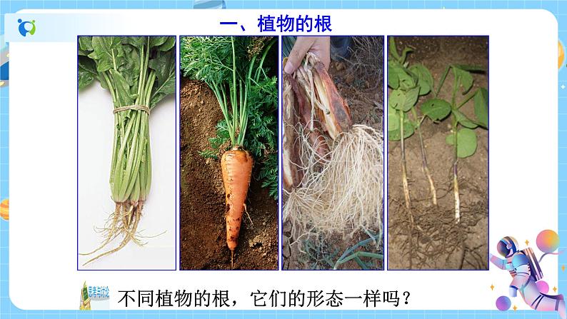 4.3 植物的根与物质吸收(第1课时) 课件第3页