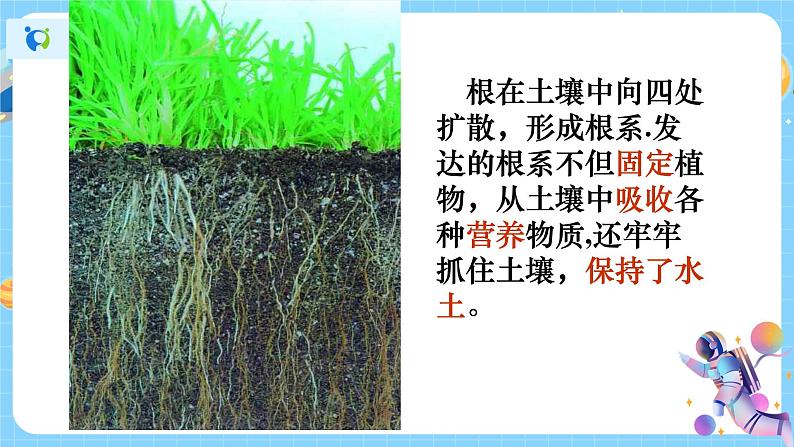 4.3 植物的根与物质吸收(第1课时) 课件第4页