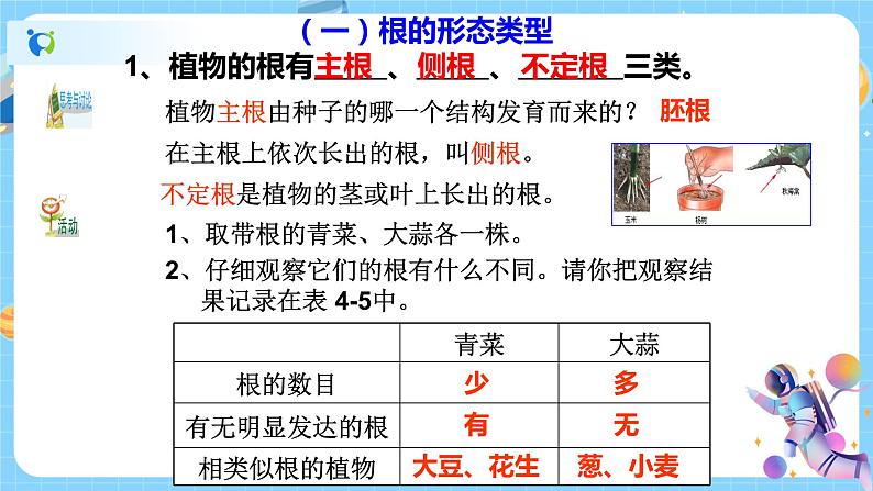 4.3 植物的根与物质吸收(第1课时) 课件第5页