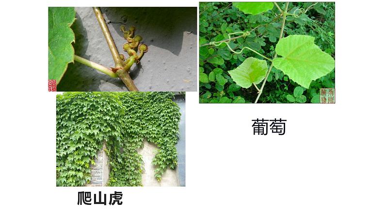 浙教版科学八年级下册 第4章 第4节 植物的茎与物质运输 (第1课时)课件PPT+教案+练习07