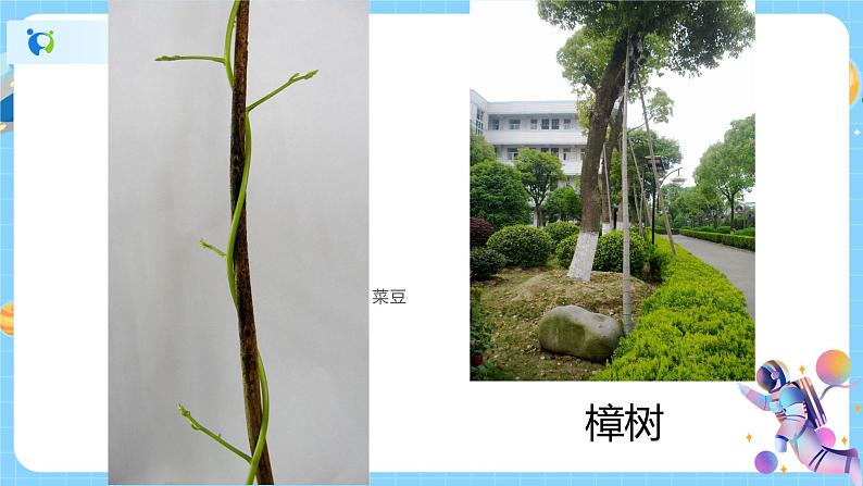 浙教版科学八年级下册 第4章 第4节 植物的茎与物质运输 (第1课时)课件PPT+教案+练习08