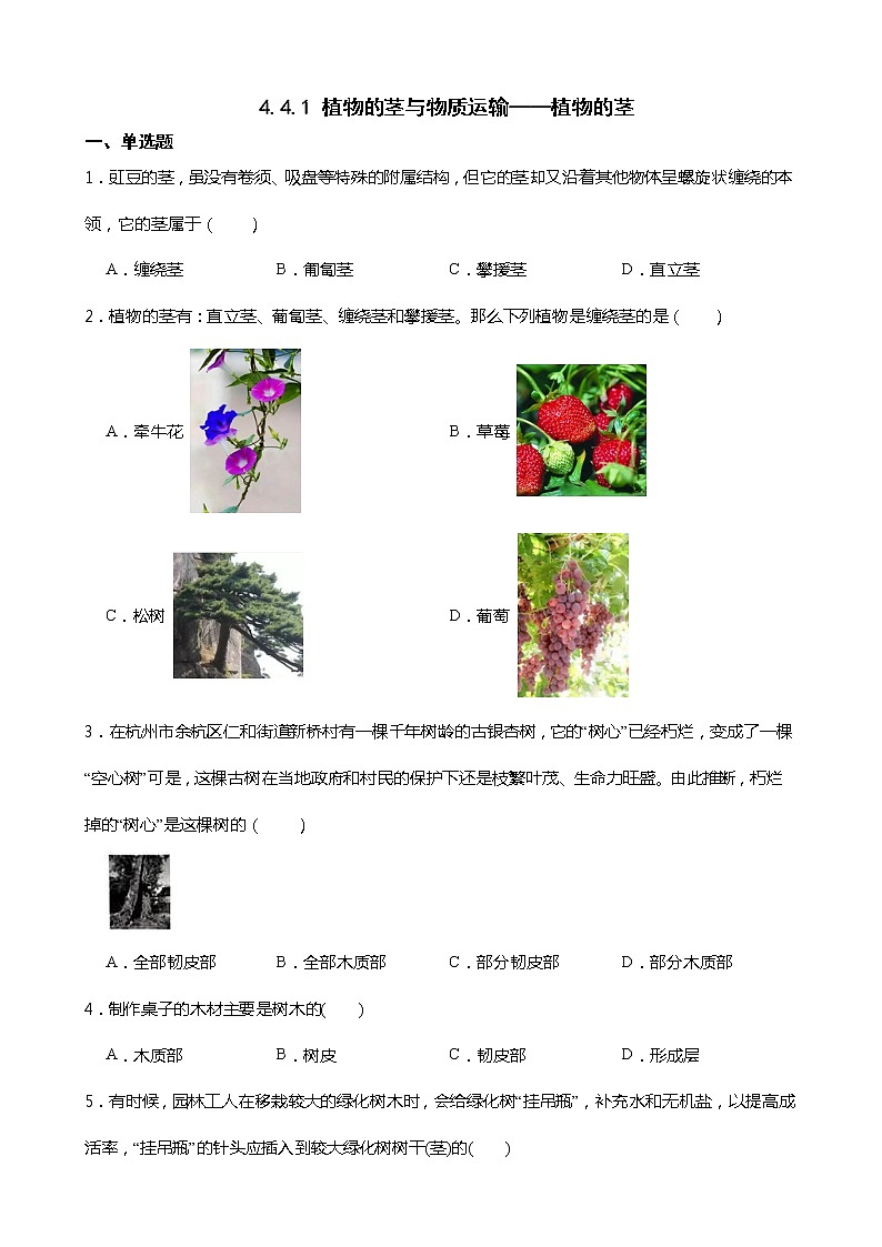 浙教版科学八年级下册 第4章 第4节 植物的茎与物质运输 (第1课时)课件PPT+教案+练习01