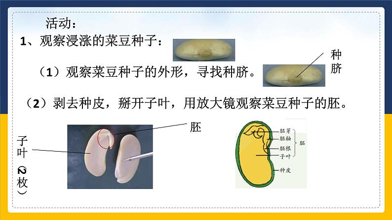 1.4植物的一生(1)课件第4页